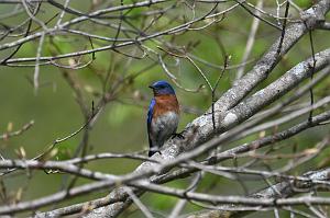Bluebird, Eastern, 2025-05016993 River Bend Farm, MA
